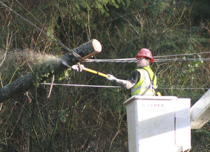 A tree fell across the power lines on the S.E. Summit-Landsburg Road during the wind and rain storm Tuesday