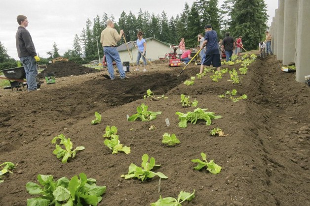 Members of Boy Scout Troop 416 work at the community garden at Covington Christian Fellowship. The community garden is designed to provide fresh produce for the The Storehouse