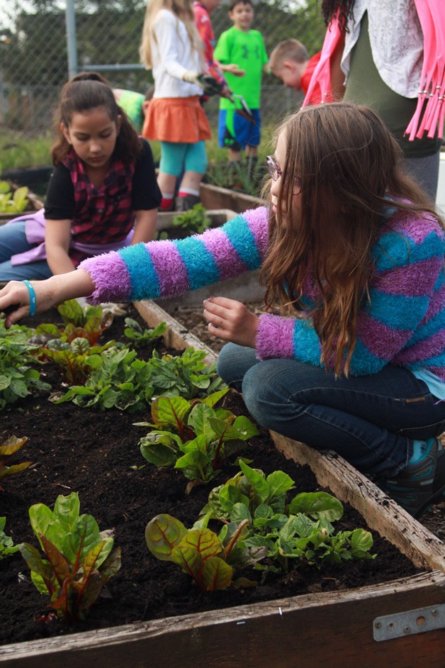 Brianna Aldahondo and Elyssa Hicklmen sprinkling compost in the garden’s beds.