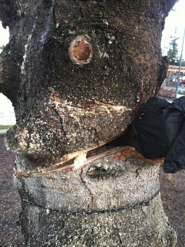 The Covington Community Tree after a vandal cut through it.