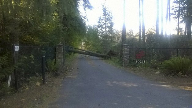 At least six fallen trees were reported in the Black Diamond area by 1 p.m. Tuesday after wind gusts reaching up to 60 mph blew through the region.