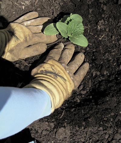 Testing the soil and building a rich biomass by planting in layers are a few of the ways to help plants grow strong and healthy.