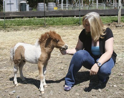 Shannon Gradwohl pets her month-old miniature colt