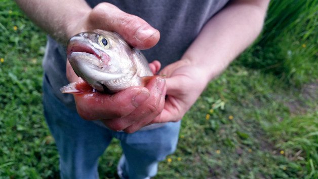 Waking up early has its advantages. Pictured on top is a rainbow trout caught out of Mineral Lake May 15. Mineral Lake is a 277-acre lake three miles southeast of Elbe. Take Highway SR-7 north from Morton about 11.5 miles