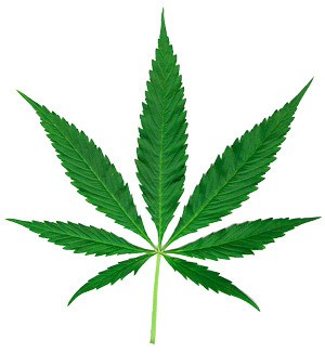 Marijuana leaf