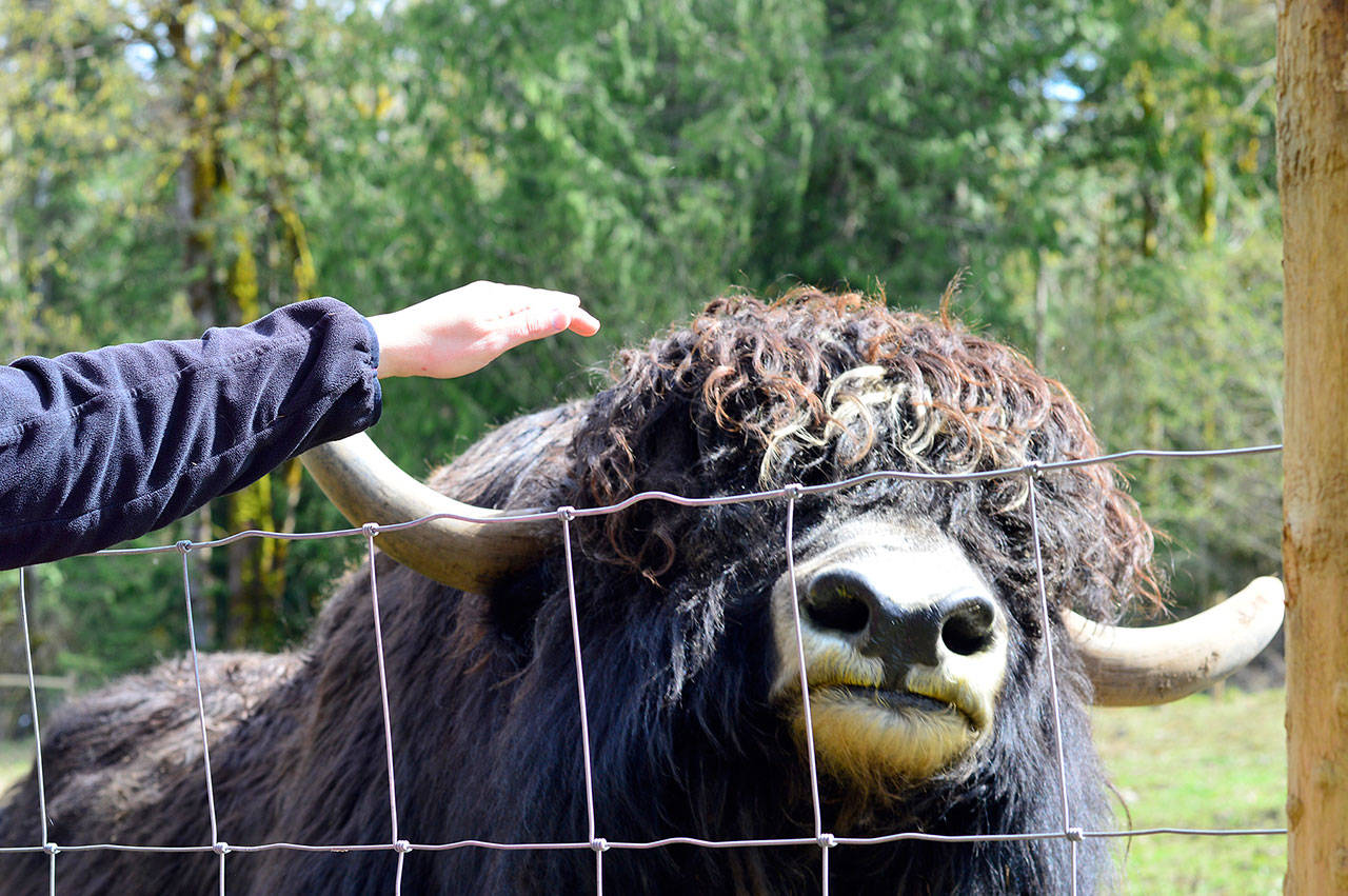 Download From Tibet To The Peninsula Yaks Are Settling In Covington Maple Valley Reporter